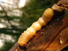 天牛是常见的什么害虫,天牛都是害虫么