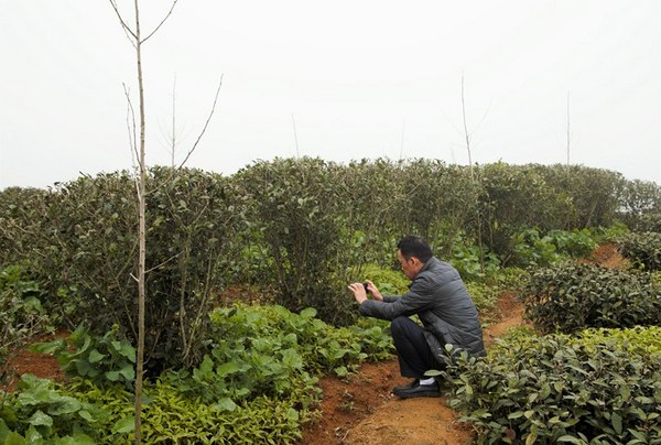 铁观音大师刘金龙,安溪铁观音大师刘金龙个人简介