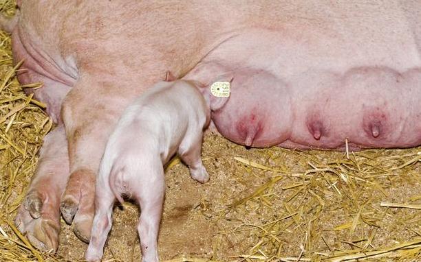 母猪产后护理很吃香吗,母猪产后护理感言