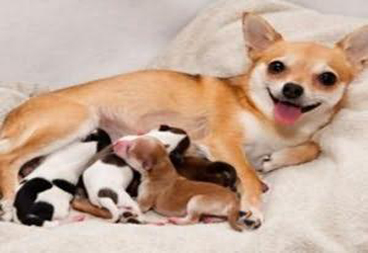 狗狗怀孕了怎么办？这些护理方法你知道吗？