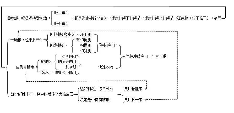 谁说解剖太枯燥？小编带你领略解剖学的精彩世界！