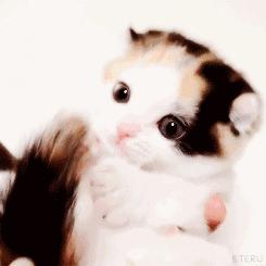 周末带二宝游玩的时光,第一次带二哈出门