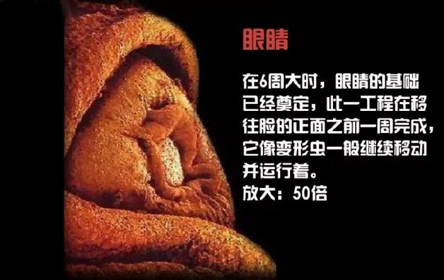 造人计划之前必须要做的几件事,造人是个很辛苦的事情