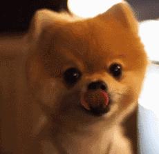 狗狗歪头杀萌态,盘点狗狗的歪头杀