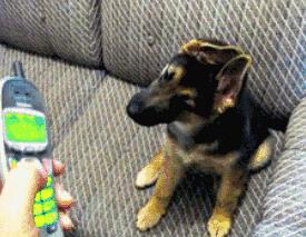 狗狗歪头杀萌态,盘点狗狗的歪头杀