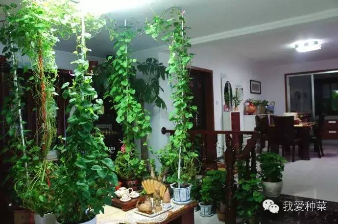 发芽的红薯千万不要丢掉,家里发芽的红薯怎么种