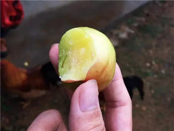 水浇多了补救视频,水浇多了变稀泥怎么办