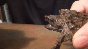 鳄龟咬合力到底有多强,鳄龟的咬合力世界上最大的