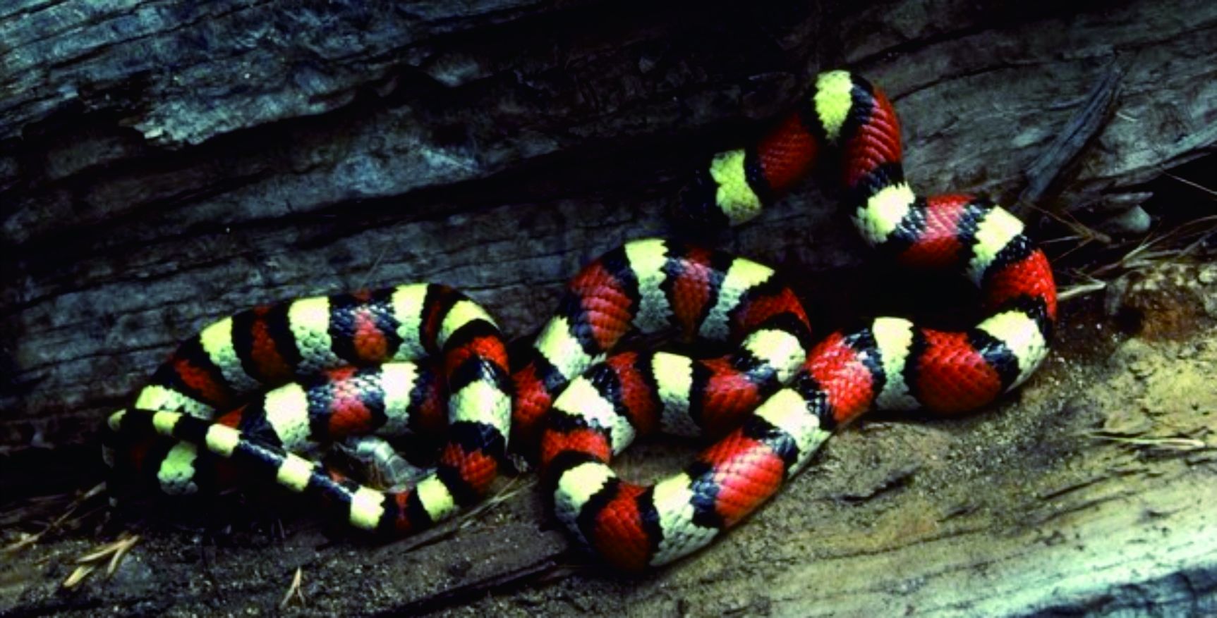 野生巨大五步蛇,五步蛇和野生蛇