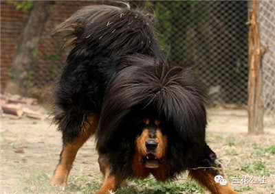 各种狗狗及其身价，狗迷们赶紧收藏起来