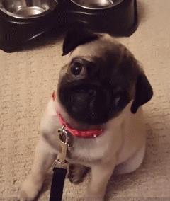 狗狗歪头杀萌态,盘点狗狗的歪头杀