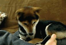 狗狗歪头杀萌态,盘点狗狗的歪头杀