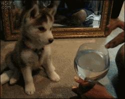 狗狗歪头杀萌态,盘点狗狗的歪头杀