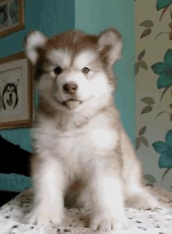 狗狗歪头杀萌态,盘点狗狗的歪头杀