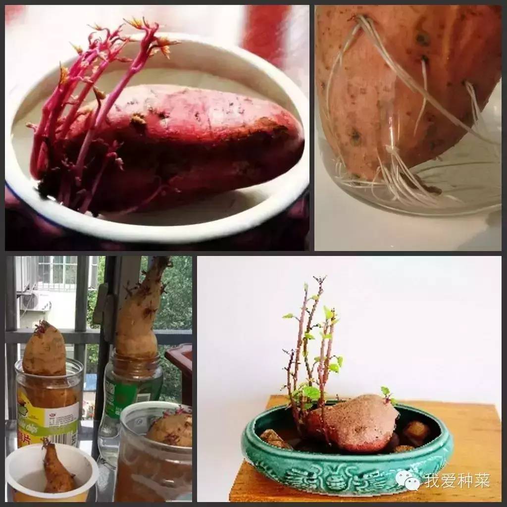发芽的红薯千万不要丢掉,家里发芽的红薯怎么种