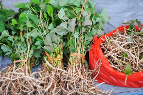 鱼腥草怎么治疗效果最好,鱼腥草针对哪些疾病有效