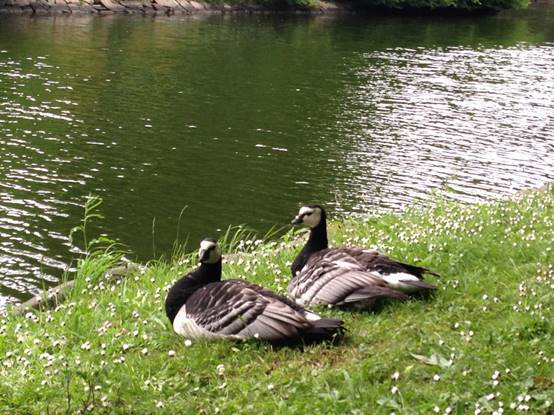 施华洛世奇白天鹅10年,马尔默全集完整版