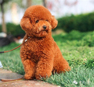 各种狗狗及其身价，狗迷们赶紧收藏起来