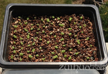 多肉植物新手播种视频教程,多肉播种发芽养护教程详解