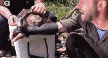 鳄龟咬合力到底有多强,鳄龟的咬合力世界上最大的