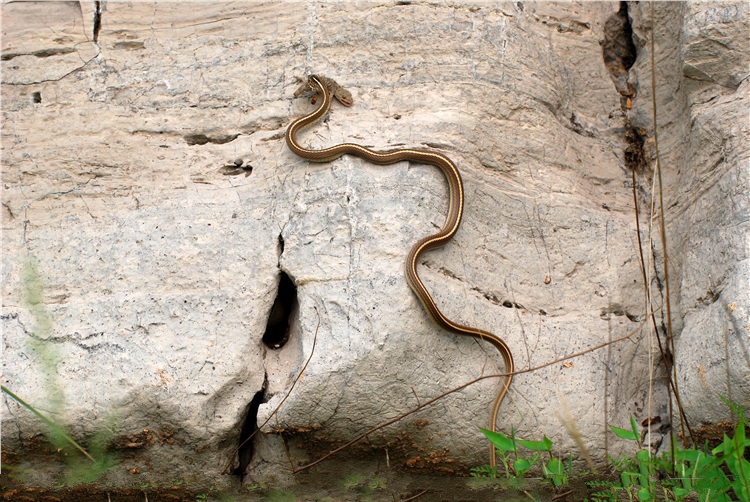 野生巨大五步蛇,五步蛇和野生蛇