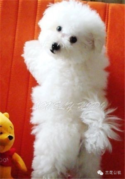 各种狗狗及其身价，狗迷们赶紧收藏起来