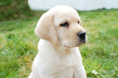 各种狗狗及其身价，狗迷们赶紧收藏起来