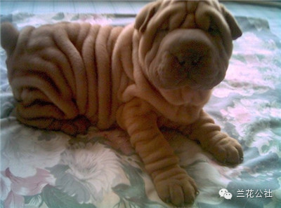 各种狗狗及其身价，狗迷们赶紧收藏起来