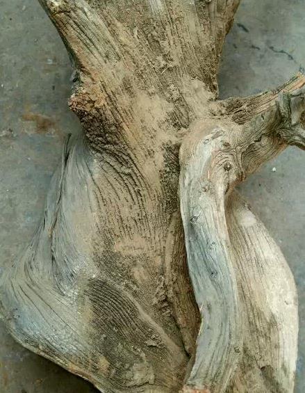 崖柏毛料,收崖柏毛料