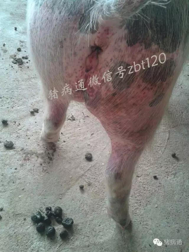 猪总睡在猪屎上什么原因,猪会到处拉么