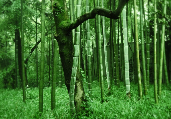 竹编的东西会生虫怎么办,竹编制品有虫子怎么治理