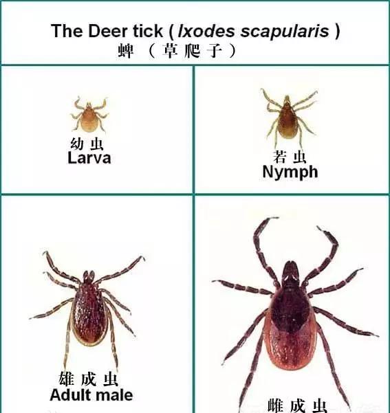 夺命蜱虫一般出现在哪里,夺命蜱虫一般出现在哪个地方