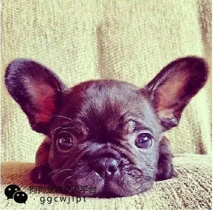 狗狗耳朵什么样可以立起来,狗狗耳朵分析图解