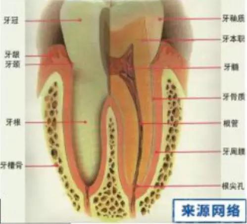 补牙后牙神经疼,牙神经疼怎么办疼的晚上睡不着
