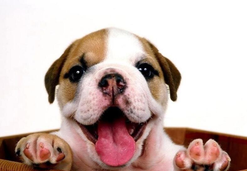 狗狗不吃饭无精打采老趴着,狗狗不吃东西怎么办还掉毛