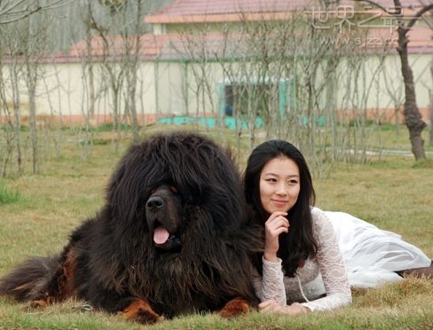 怎样选宠物狗狗最好养,如何选择宠物狗