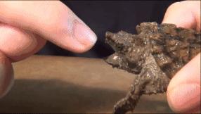 鳄龟咬合力到底有多强,鳄龟的咬合力世界上最大的