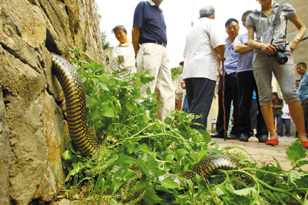 野生巨大五步蛇,五步蛇和野生蛇