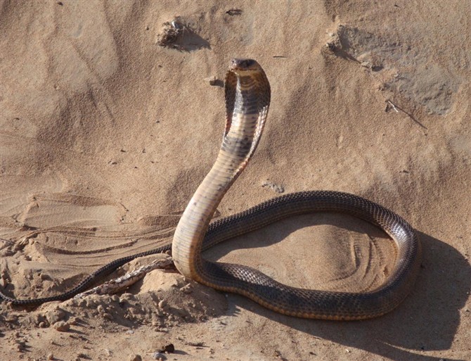 野生巨大五步蛇,五步蛇和野生蛇