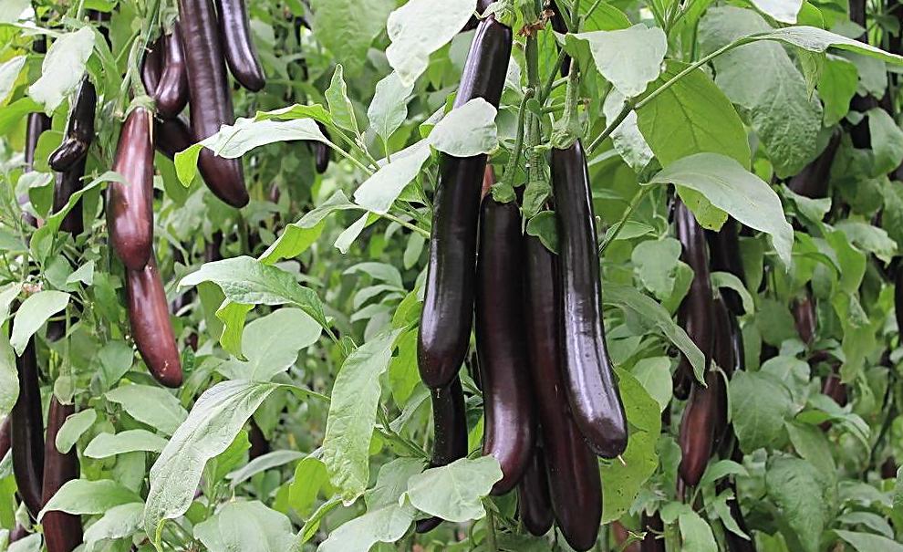 怀孕能吃肉炖莲藕吗,孕妇可以吃茄子莲藕吗