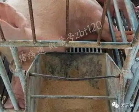 猪总睡在猪屎上什么原因,猪会到处拉么