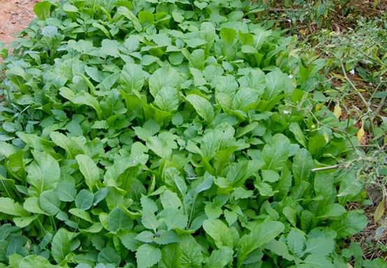 南宁十大最美农家乐推荐,南宁农家乐排行榜适合小朋友