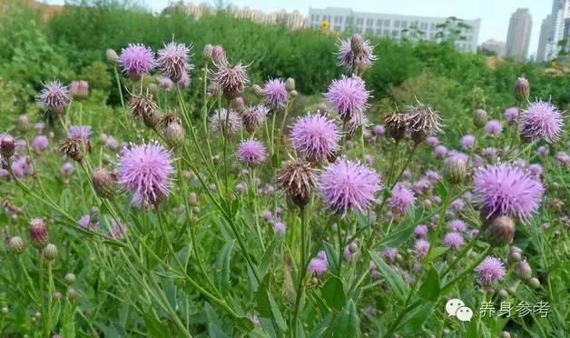 路边的野草也能降血压!你想不到的降压方法就在这~