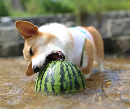 热成狗啦原版视频,热成狗啦原视频