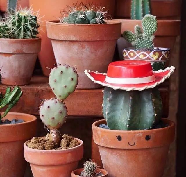 外国大神多肉,ins多肉