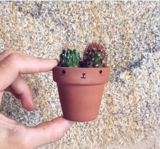 外国大神多肉,ins多肉