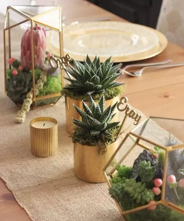 外国大神多肉,ins多肉