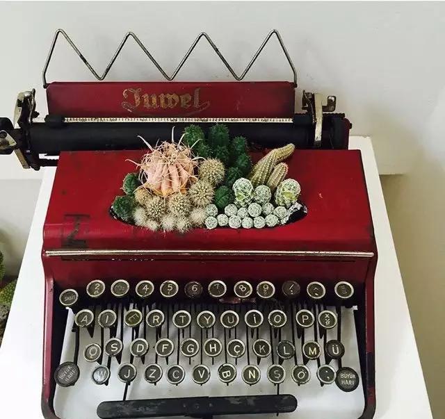 外国大神多肉,ins多肉