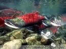 五分钟带你逛遍温哥华,带你吃遍温哥华