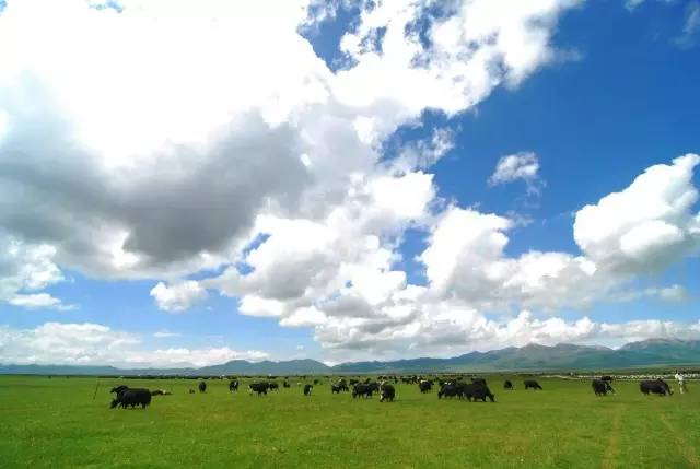 青海三文鱼网购,青海三文鱼购买网站